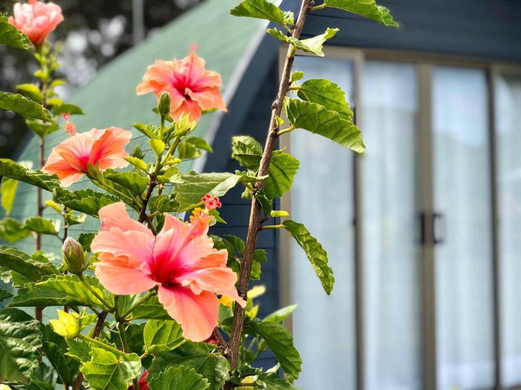 Hibiscus en flor junto a una cabaña
